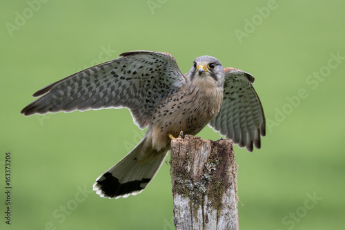 Male Kestrel landing on fence post with wings extended with green background