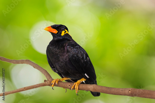 Common Hill Myna (Gracula religiosa intermedia)