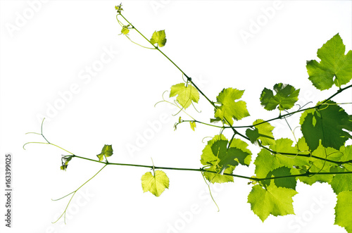 Young grape-vine isolated on a white background.