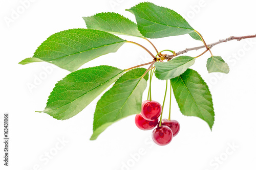 Ripe cherry branch, isolated over white background.