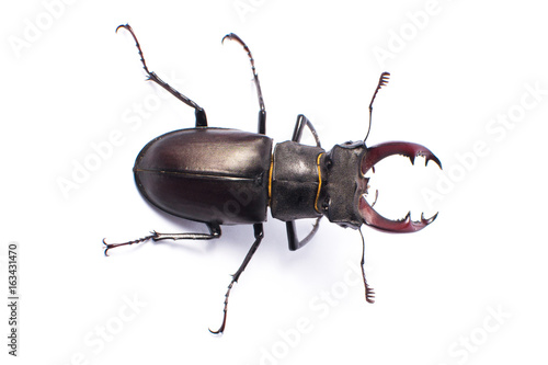 Beetle-deer male on white background
