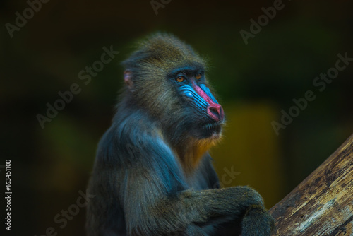 Portrait of African mandrill in the open resort