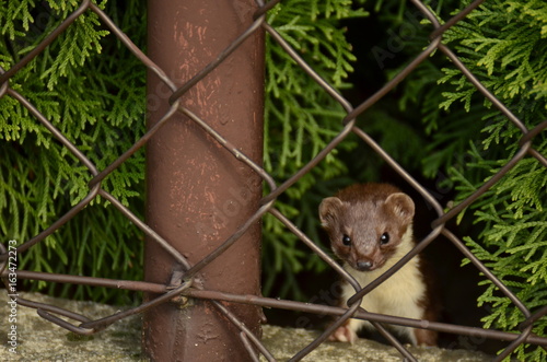 Kuna domowa (Stone marten)