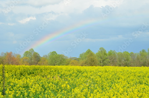Colorful rainbow over yellow canola field in Spring