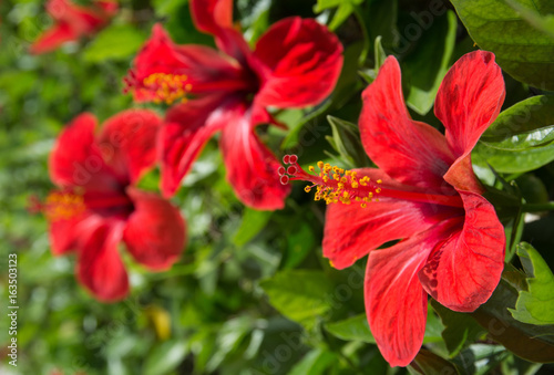 Red hibiscus flowers 