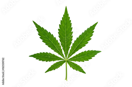 Marijuana leaf on white background