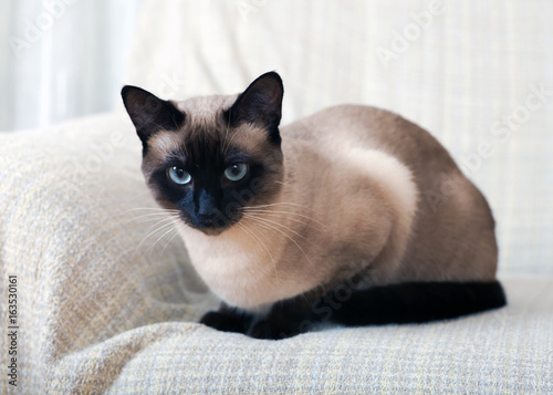Siamese cat on a sofa at home.