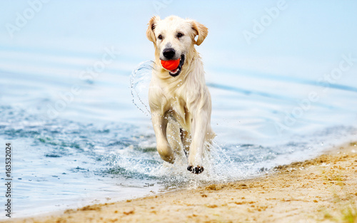 dog runs along the beach in a spray of water