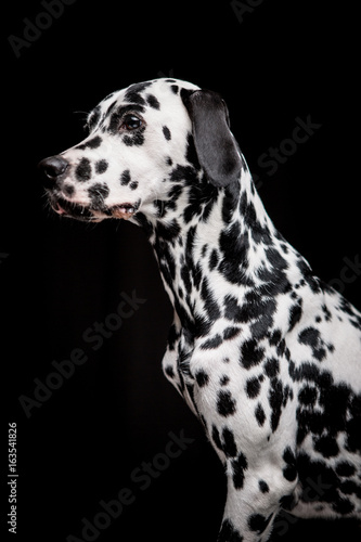 Dalmatian on the black background