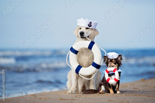 two adorable dogs holding life buoys on the beach