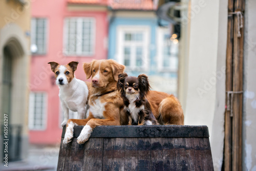 three different breed dogs posing together