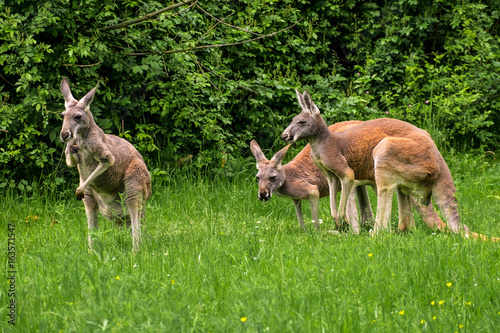 Rote Riesenkängurus