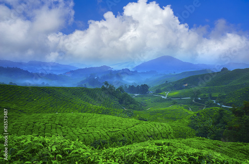 Beautiful sunrise view at Tea Plantation, Cameron Highland.