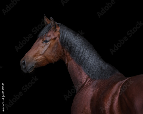 Bay horse on black background isolated