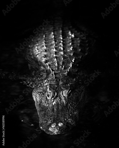 Alligator in black and white