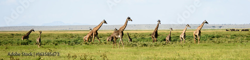 Giraffe panorama