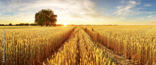 Gold Wheat flied panorama with tree at sunset, rural countryside