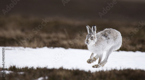 Mountain hare, Lepus timidus, running on snow
