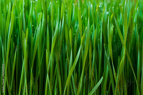 Wheatgrass is a food prepared from the cotyledons of the common wheat plant