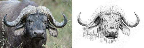 Portrait of buffalo before and after drawn by hand in pencil