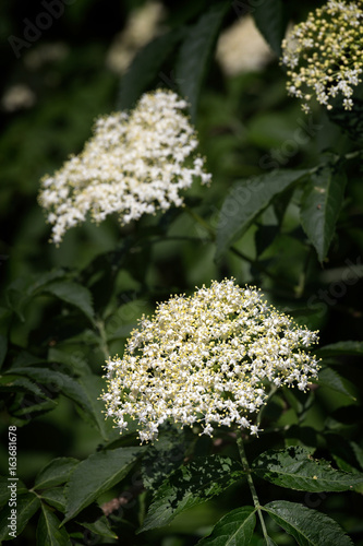 Elder white blossoms cluster, Sambucus nigra flowering medicinal shrub plant in the family Adoxaceae, deciduous tree