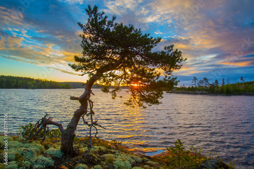 Pine on the shore of the lake. Pine against the background of the rising sun. Karelia. Ladoga lake.