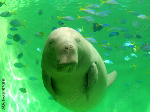 ジュゴン、セレナ、鳥羽水族館、三重県、日本