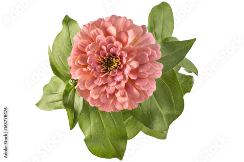 Pink zinnia flower, Zinnia Elegans, in flower pot with green leaves. Close up view of zinnia flowers