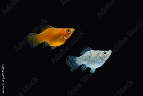 Sailfin molly fish isolated on black background