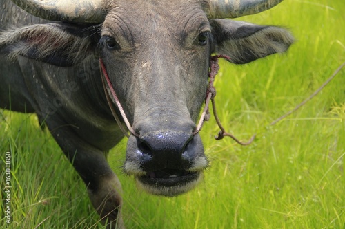 Buffalo is a four-foot animal that feeds on long, spiky, and spiked cats. Grass is a food to live in a rural outdoor field.