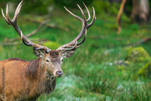 Hirsch, Rothirsch, Tierportrait