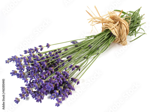 Lavendel