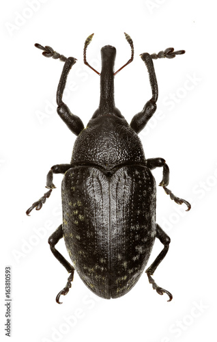 True Weevil Larinus on white Background - Larinus (Phyllonomeus) sturnus (Schaller, 1783)