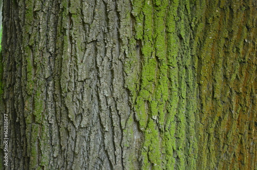 Серая кора старого дерева вяза Ulmus с зелеными водорослями