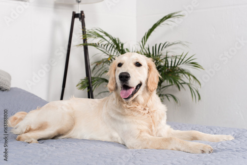 fluffy golden retriever dog lying on bed at home