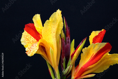 CANNA CLEOPATRA