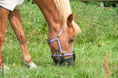 Pony happily eating on a grass covered field with the use of a grazing muzzle.