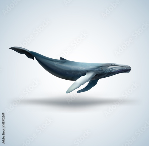 Blue whale isolated on white background