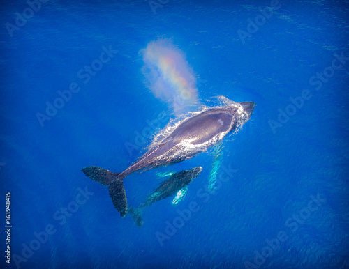 Whale 8