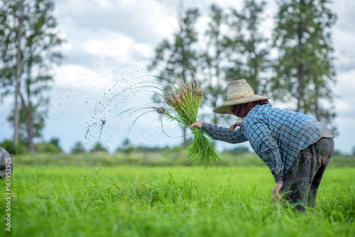 Transplant rice seedlings in rice field, Asian farmer is withdrawn seedling and kick soil flick of Before the grown in paddy field,Thailand, Farmer planting rice in the rainy season.
