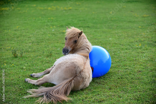 Shetland pony foal playing