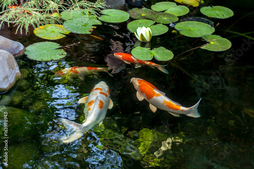 Colorful decorative fish float in an artificial pond, view from above