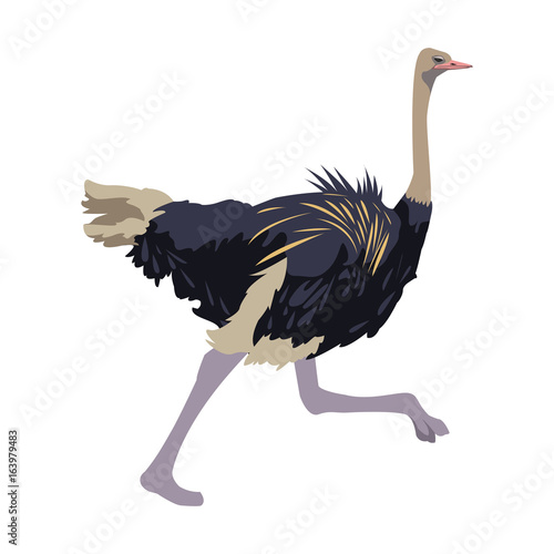 ostrich birds of savannah african fauna wildlife in tropics