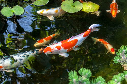 Colorful decorative fish float in an artificial pond, view from above