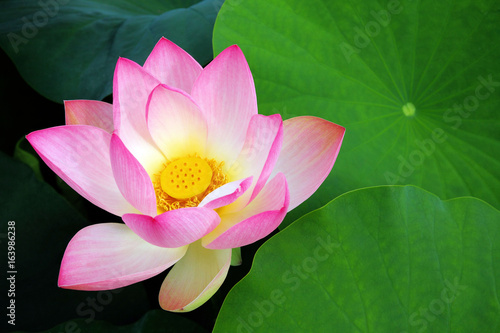 Lotusblume, lotus flower