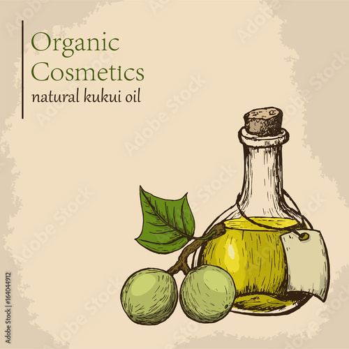 Kukui nut oil. Vector illustration. Engraving style illustration