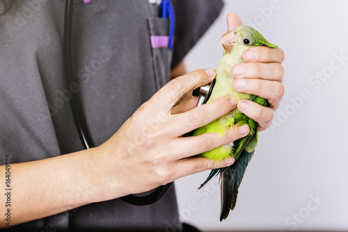 Veterinarian doctor is making a check up of a kramer parrot.