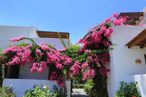 Pięknie pnące się różowe kwiaty na białych budynkach w Grecji.