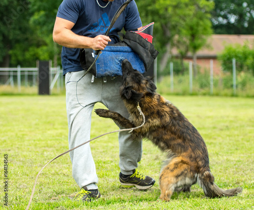 Schäferhund im Angriff in der Ausbildung