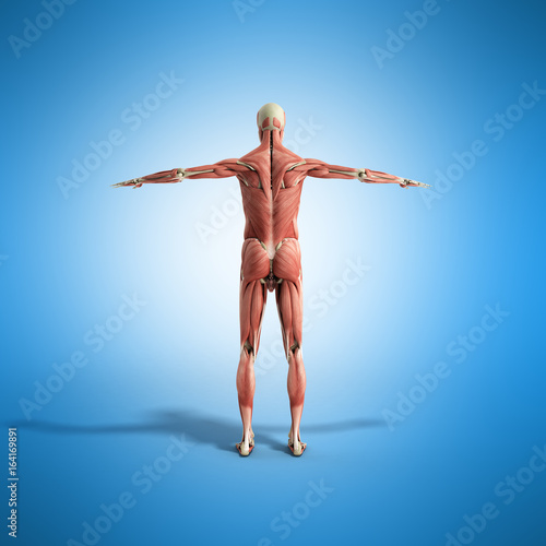 Human Muscle Anatomy 3d render on blue